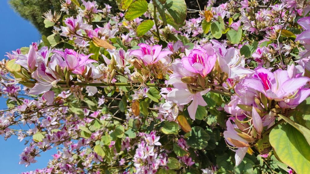 Bauhinia variegata o árbol orquídea