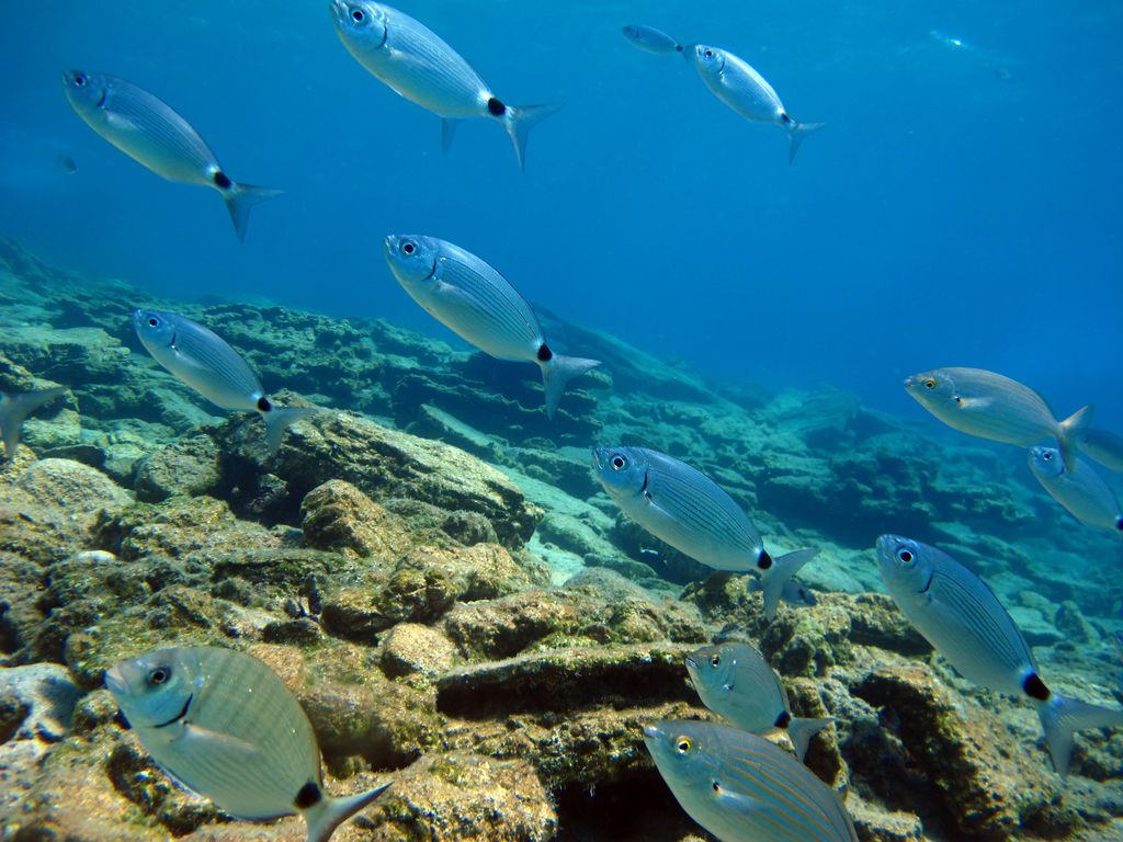 banco de peces en el fondo del mar