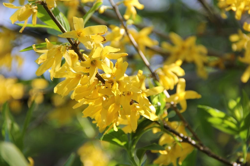Flores amarillas de la forsitia