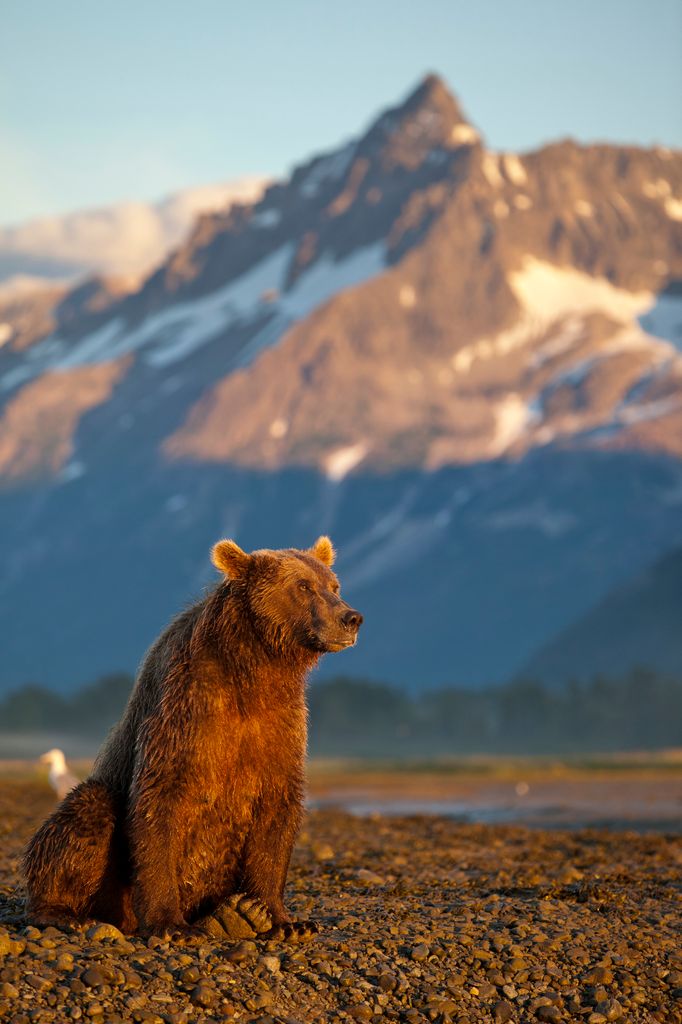 Un oso permanece inmóvil mientras observa el horizonte en una escena que parece casi humana