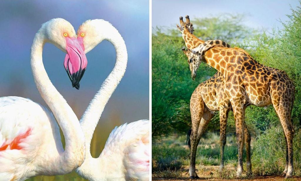 9 pareja flamencos-Collage-U48871087724AuK