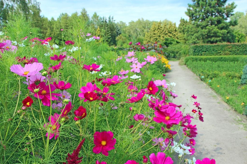 Cosmos bipinnatus