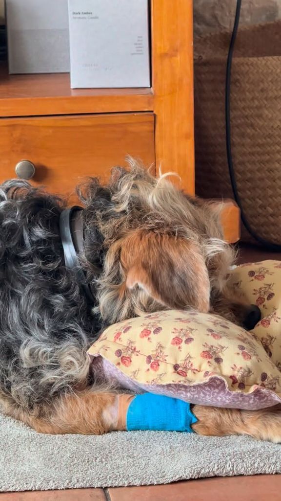 Tras varios días ingresada por una cardiopatía y un edema pulmonar, Doña Leo continúa recuperándose en casa bajo tratamiento veterinario