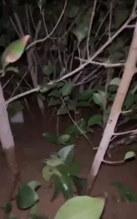 Plantas entre el agua de la DANA