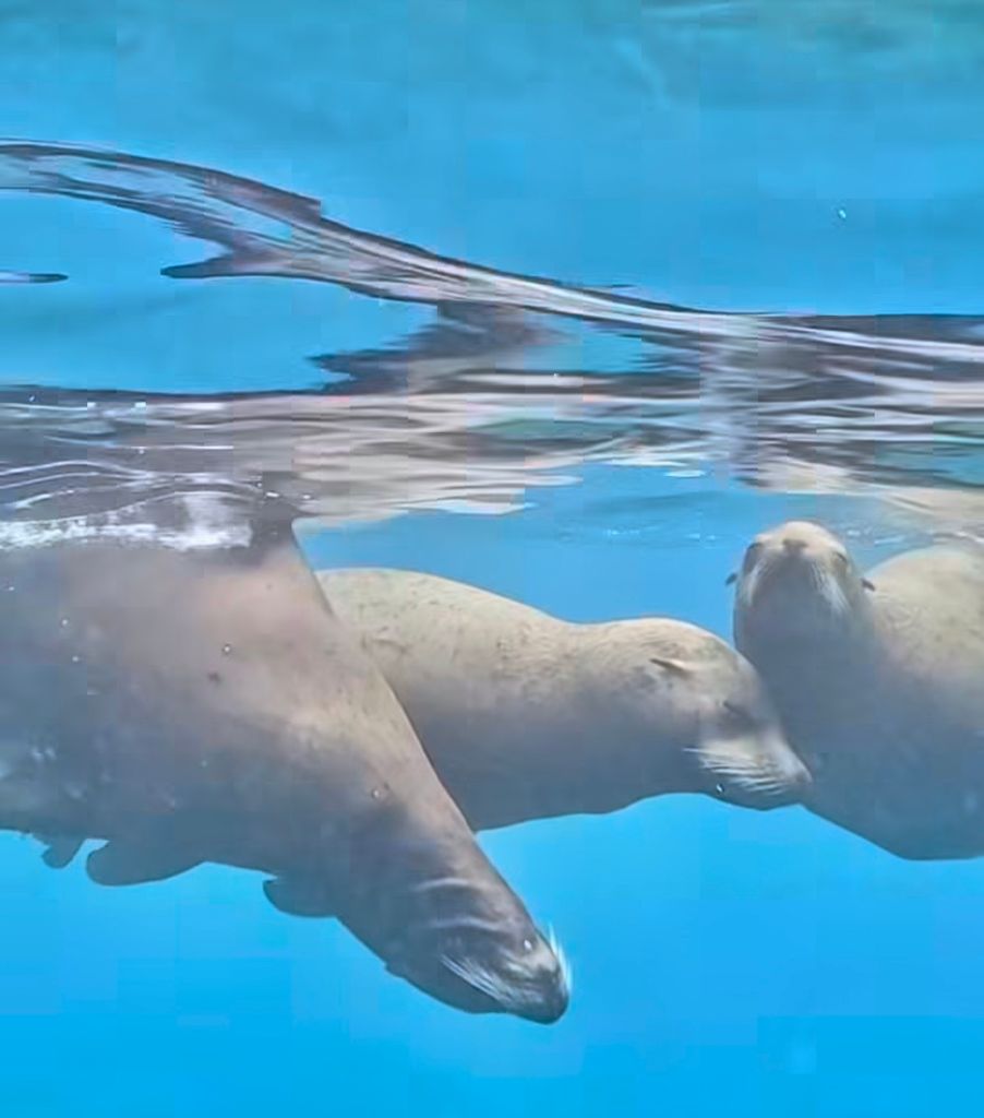 Leones marinos en Baja California del Sur
