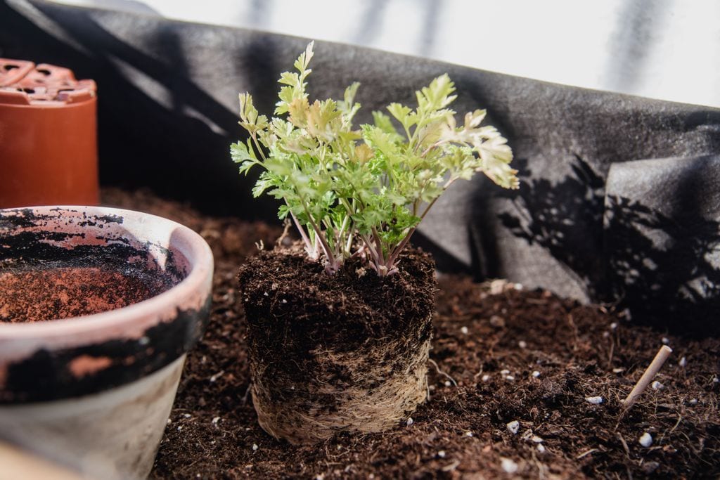 Sustrato para plantas