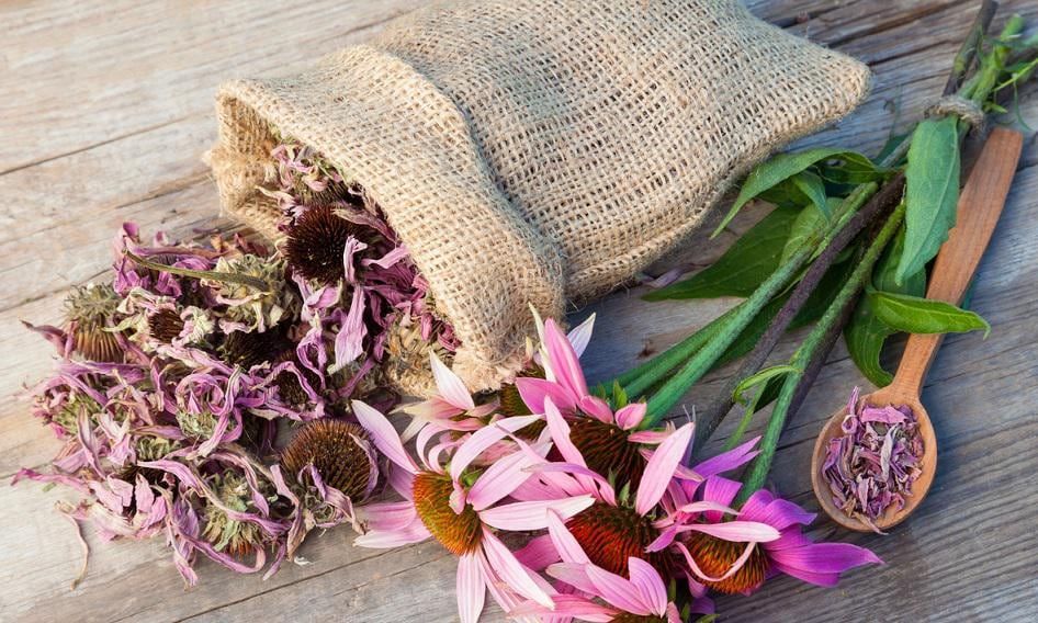 Flores y raíces de Equinácea