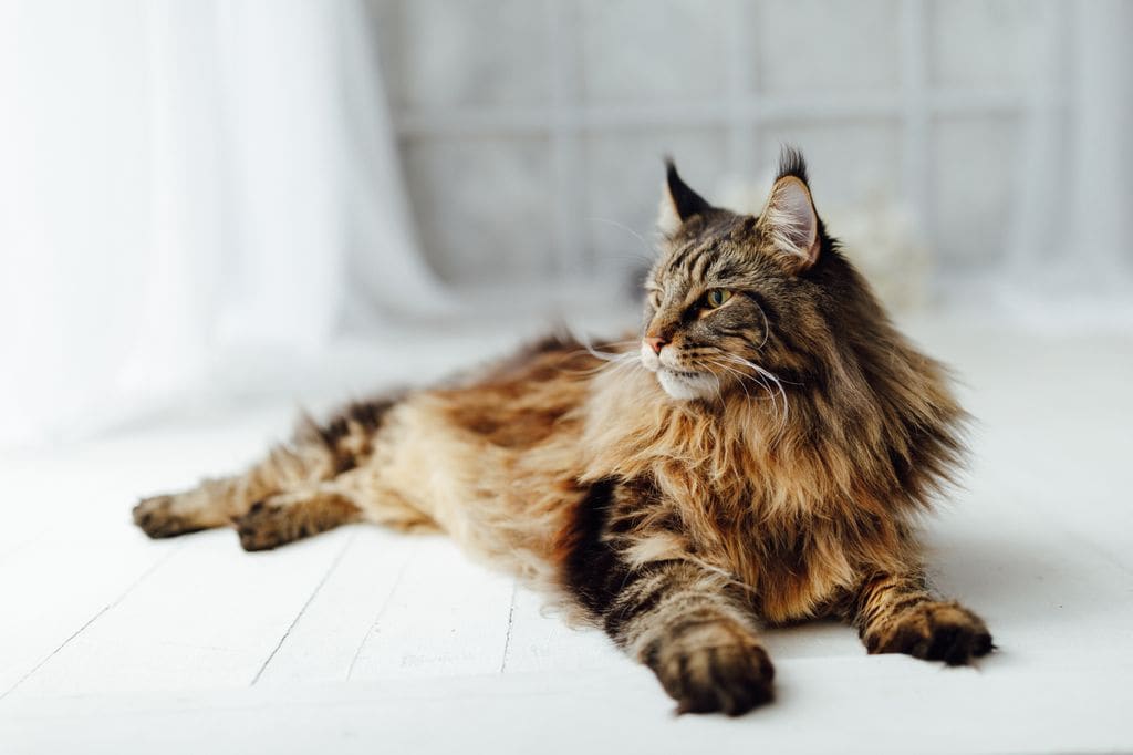 Maine Coon: majestuoso, sociable y de gran tamaño, un gato imponente que destaca por su carácter noble y cariñoso
