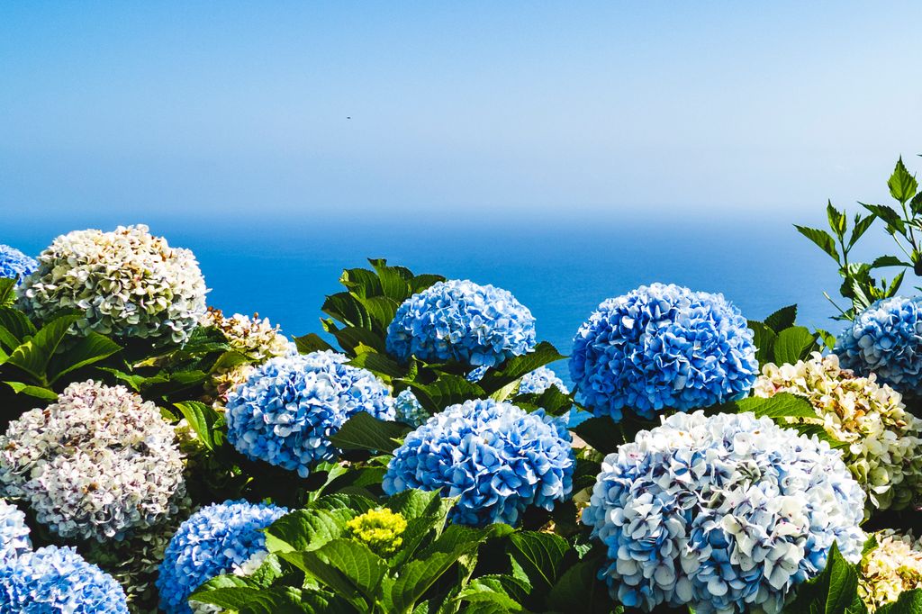 Hortensia planta de exterior. 