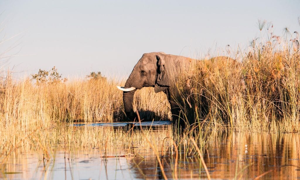 elefante naturaleza