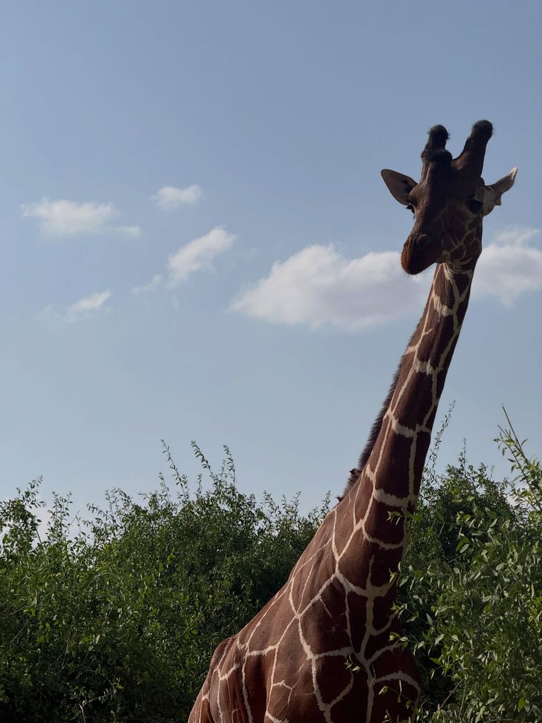 Una de las preciosas instantáneas de Parque de Samburu, en Kenia