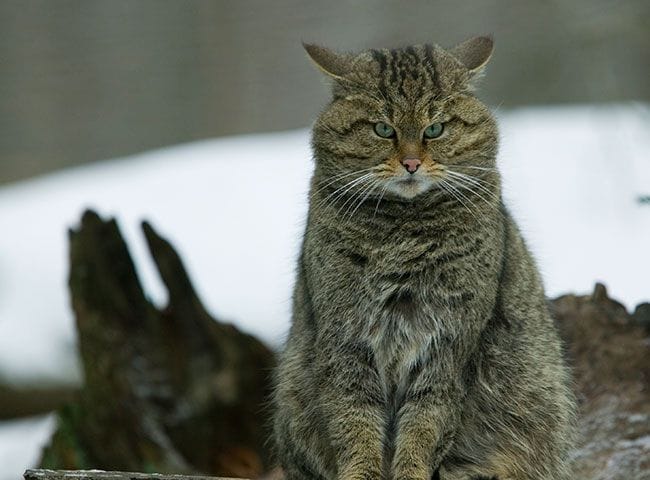 gato montés en libertad