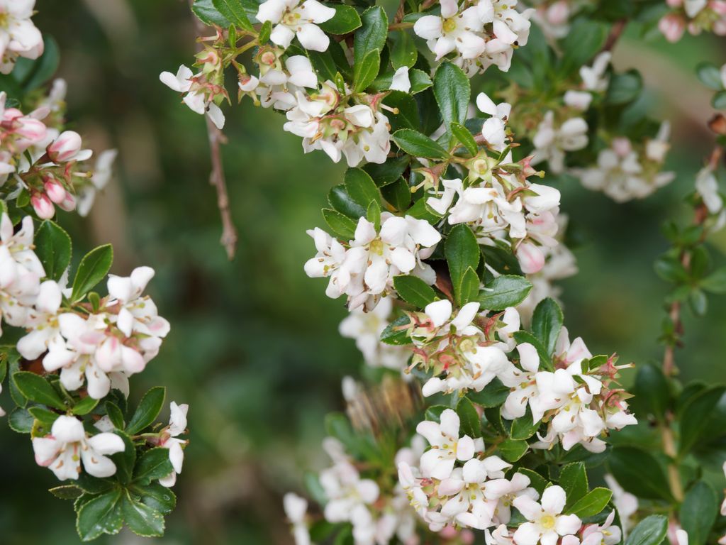 Escalonia de flor blanca