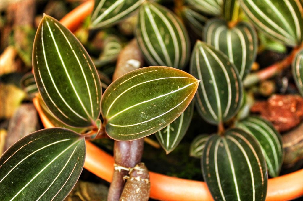 Ludisia discolor o orquídea joya