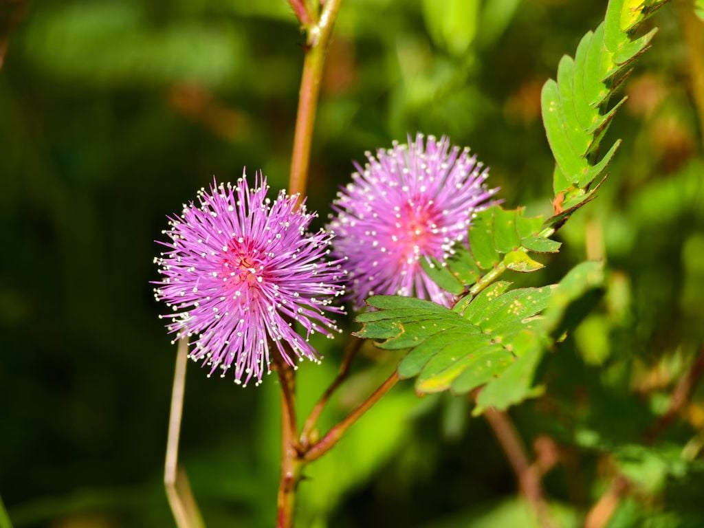 Mimosa Pudica