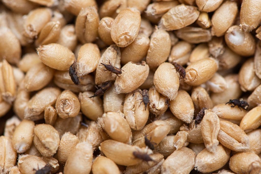 El insecto gorgojo dañando el grano de trigo.
