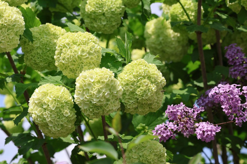 Viburnum Opulus