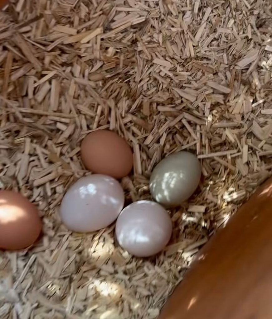 La exactriz presumió los huevos que han empollado sus gallinas. 