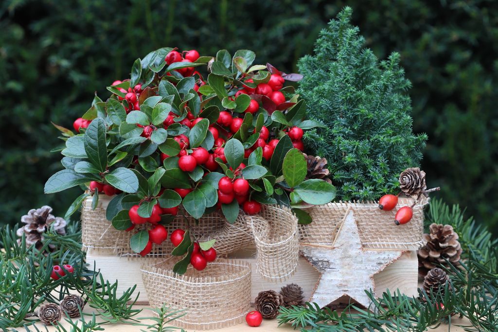 Gaulteria planta de Navidad