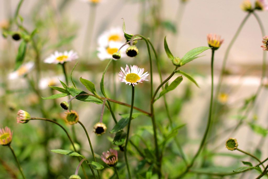 Flores de Vitadinia
