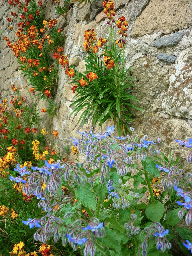 Flores en el jardín