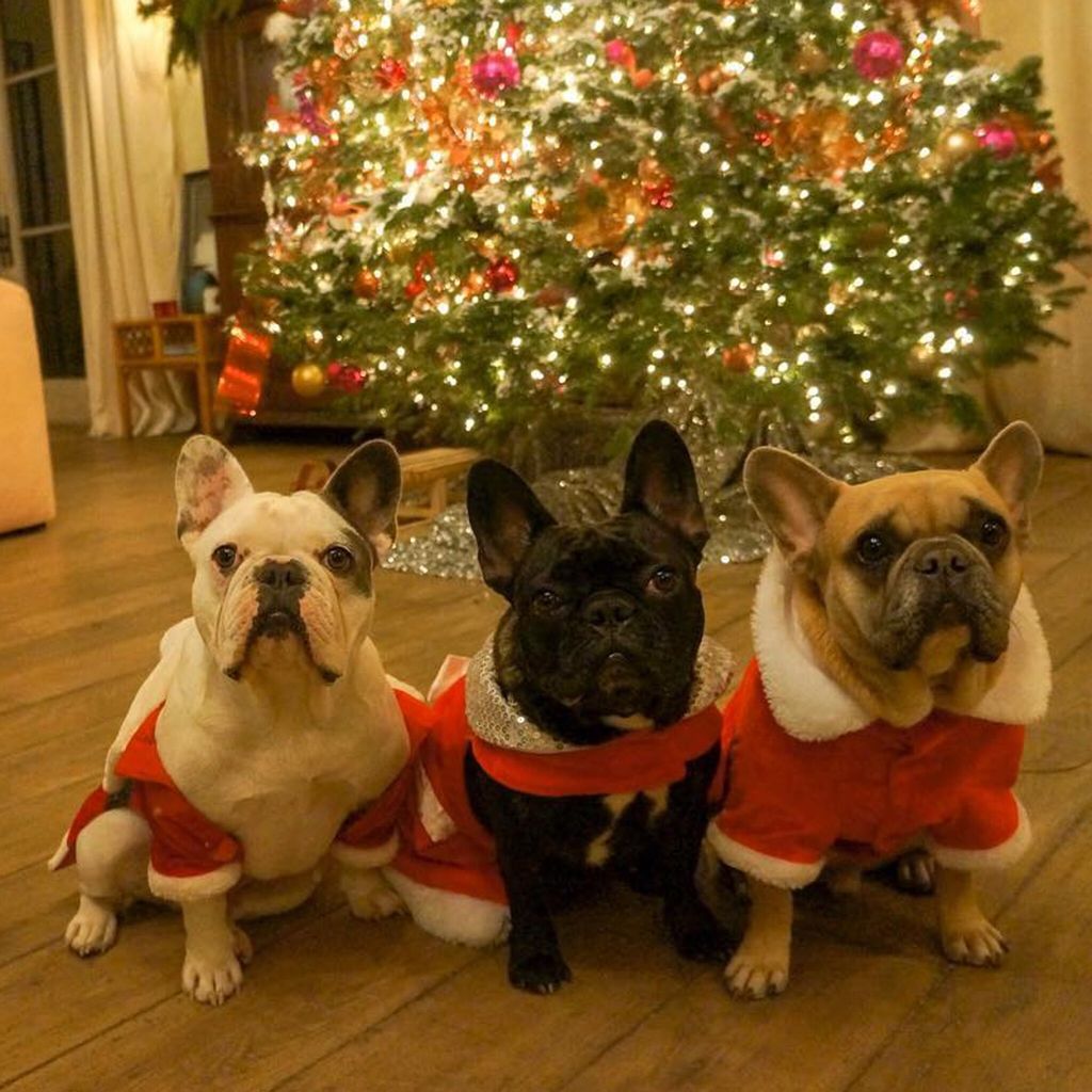 Perros de Lady Gaga