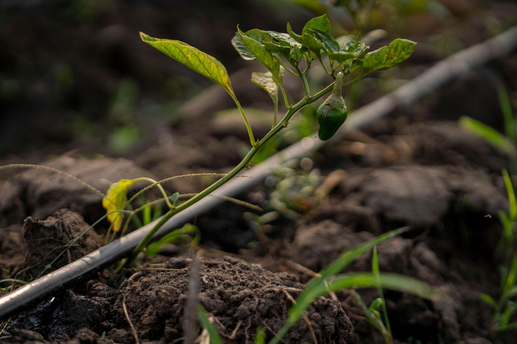 Planta de pimiento con riego por goteo 