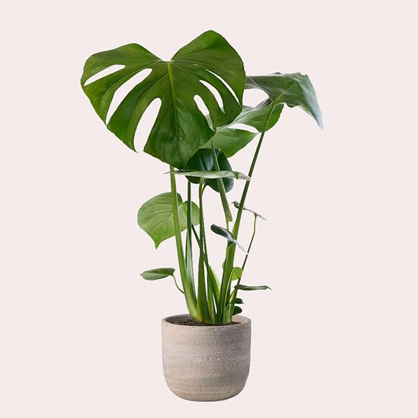 Monstera Deliciosa Maisons du Monde