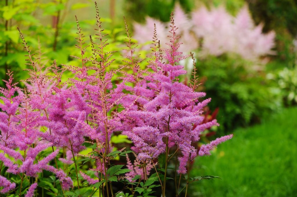 Astilbe