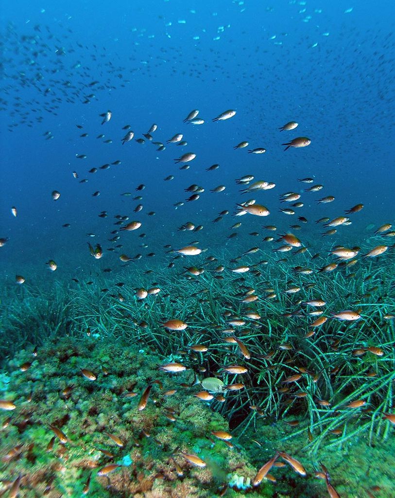 Snorkel junto a la casa Sal Rossa, ibiza