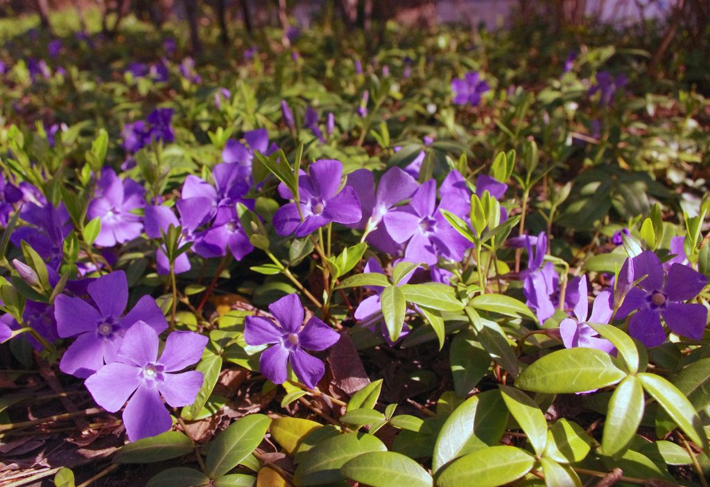 Vinca o hierba doncella (‘Vinca minor’) en flor, una planta perfecta en jardines sombríos