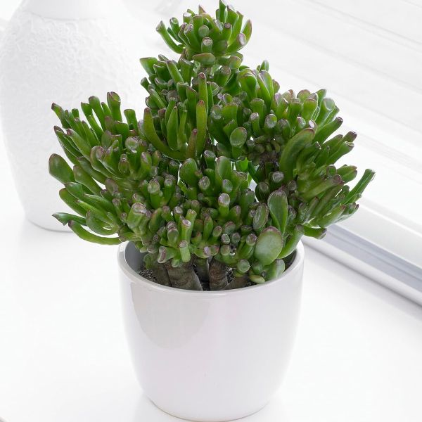 Árbol de Jade Planta de Interior Crassula Ovata