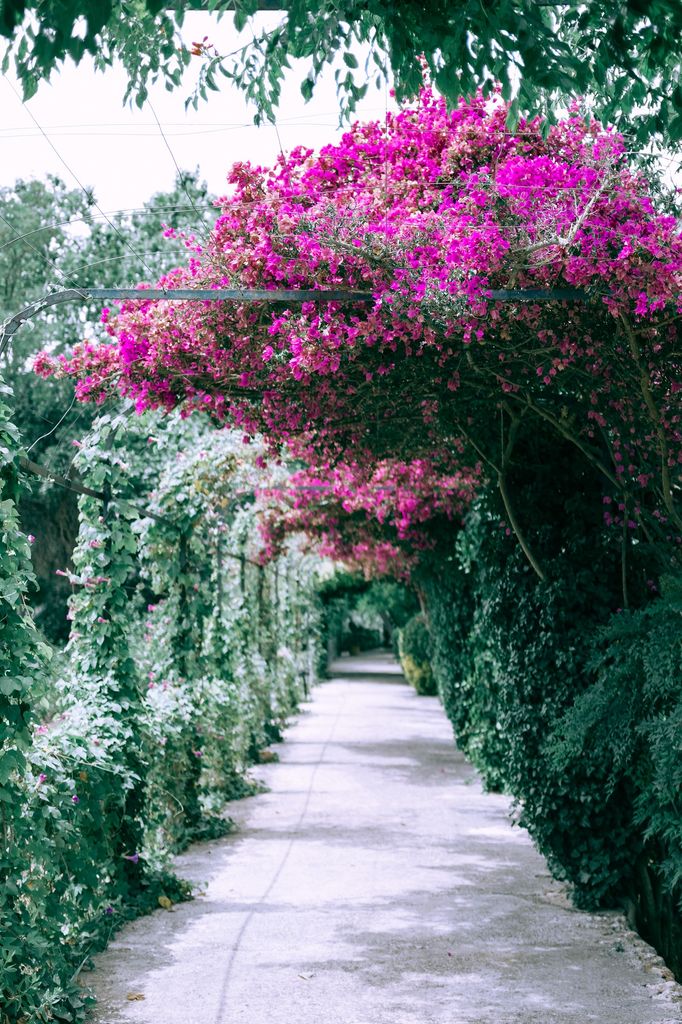 Pérgola vegetal con buganvillas en plena temporada de explosión de color