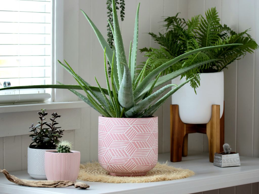Aloe vera.