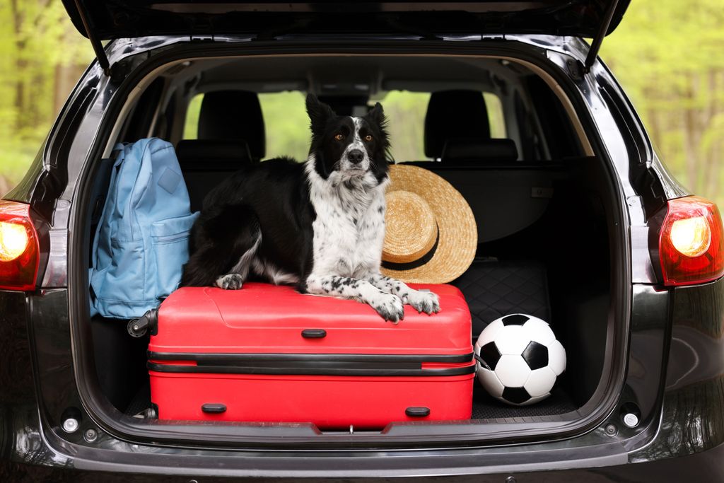 Perro preparado para viajar