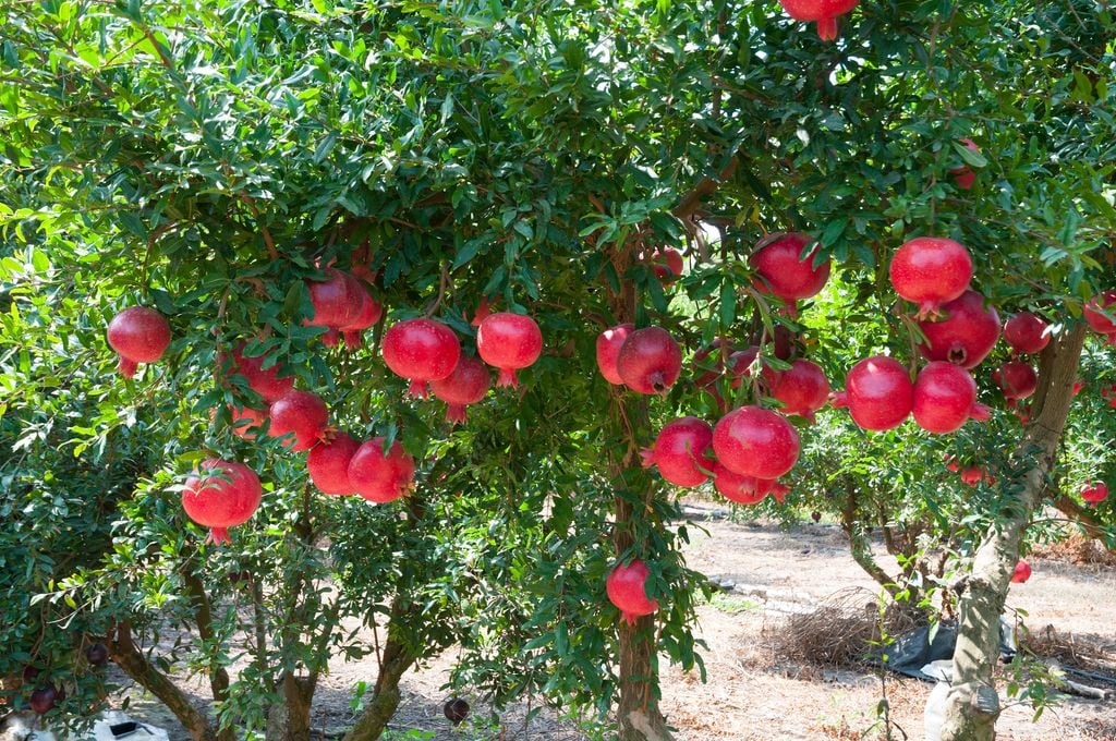 Granado con mucho fruto que puede ser cosechado