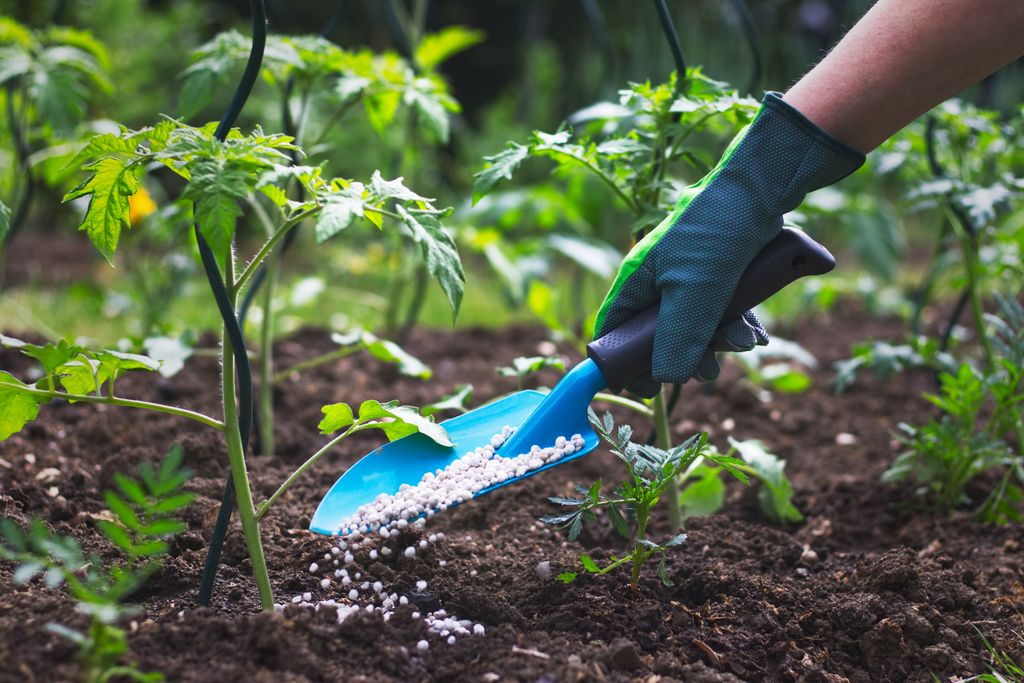 Abonar las plantas