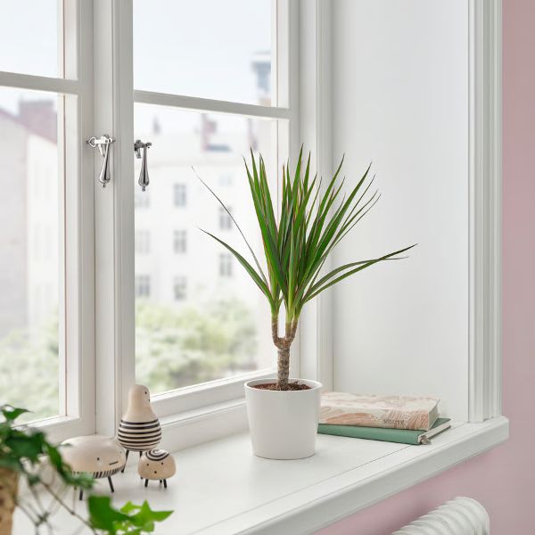 Dracaena Marginata IKEA
