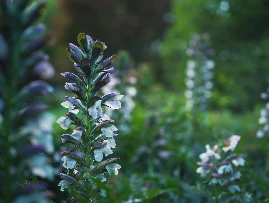 Para obtener semillas del acanto, se debe esperar a que las cápsulas de las flores se sequen y se abran, generalmente en otoño