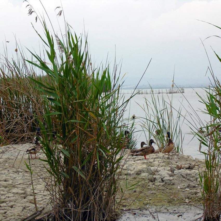 Patos entre las cañas de la Albufera.