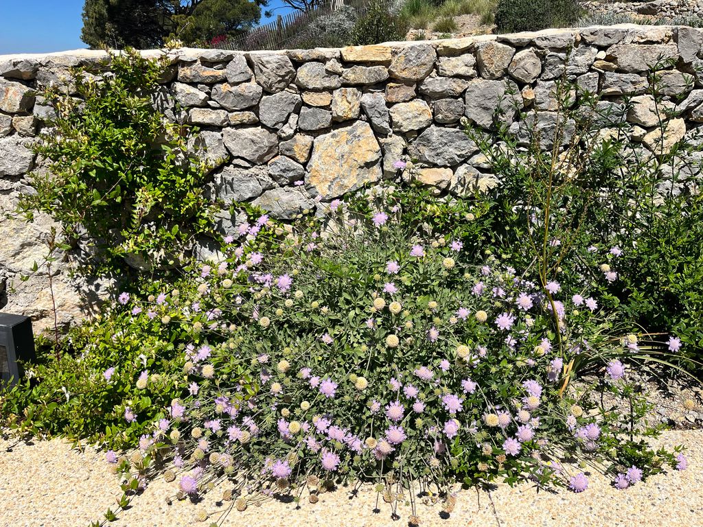 Jardín con plantas variadas