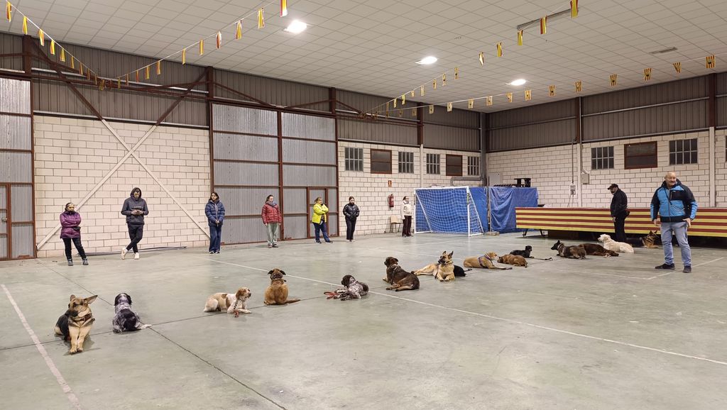 El experto junto a varios perros tumbados bajo sus órdenes, una imagen que refleja la importancia del control, la calma y la obediencia en el comportamiento animal