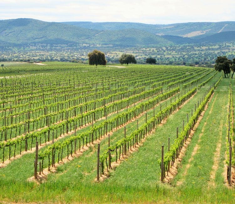 Viñedo de Vallegarcía