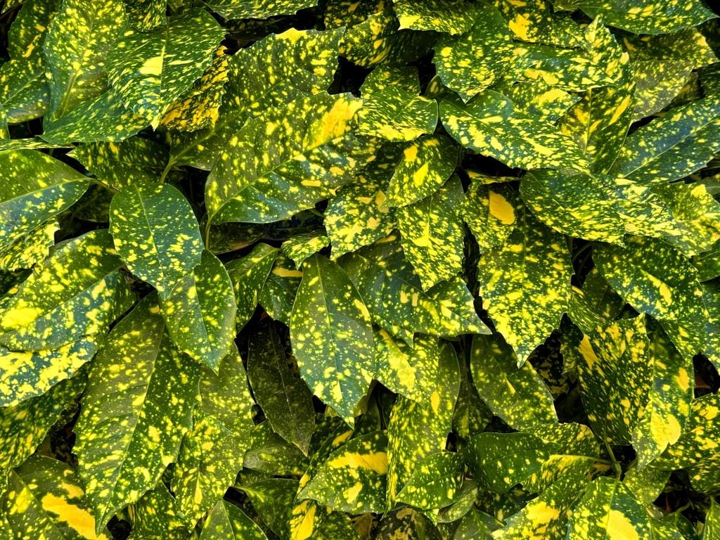 Aucuba japonica