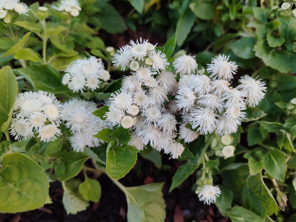Ageratum houstonianum ‘White Bouquet’, con flores blancas