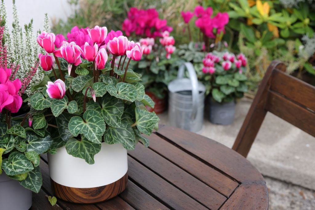 Cyclamen