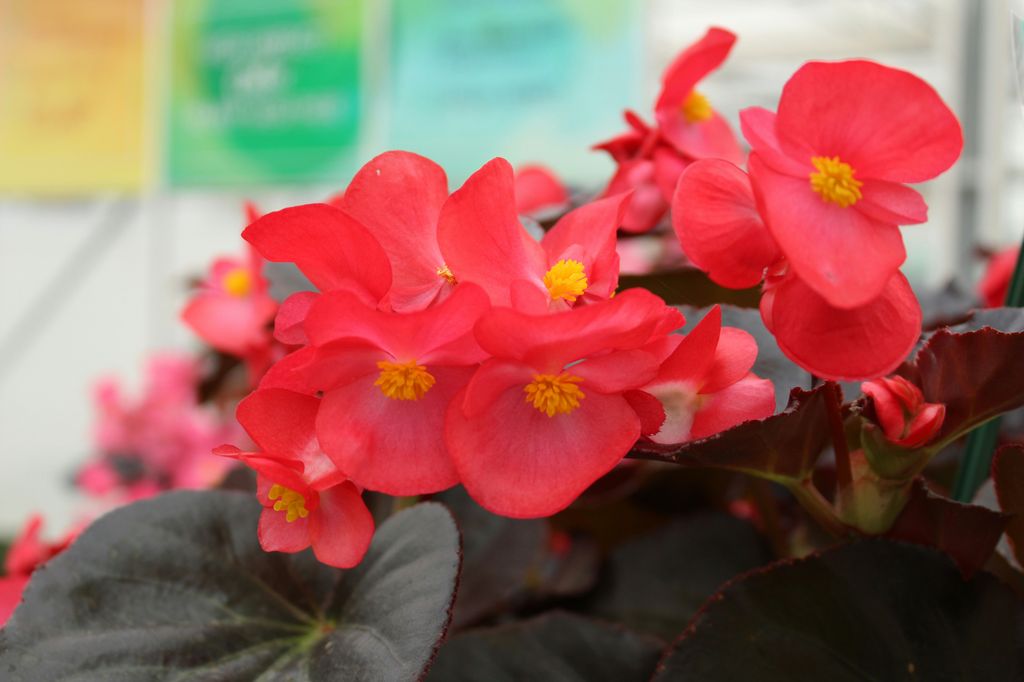 Begonia. 