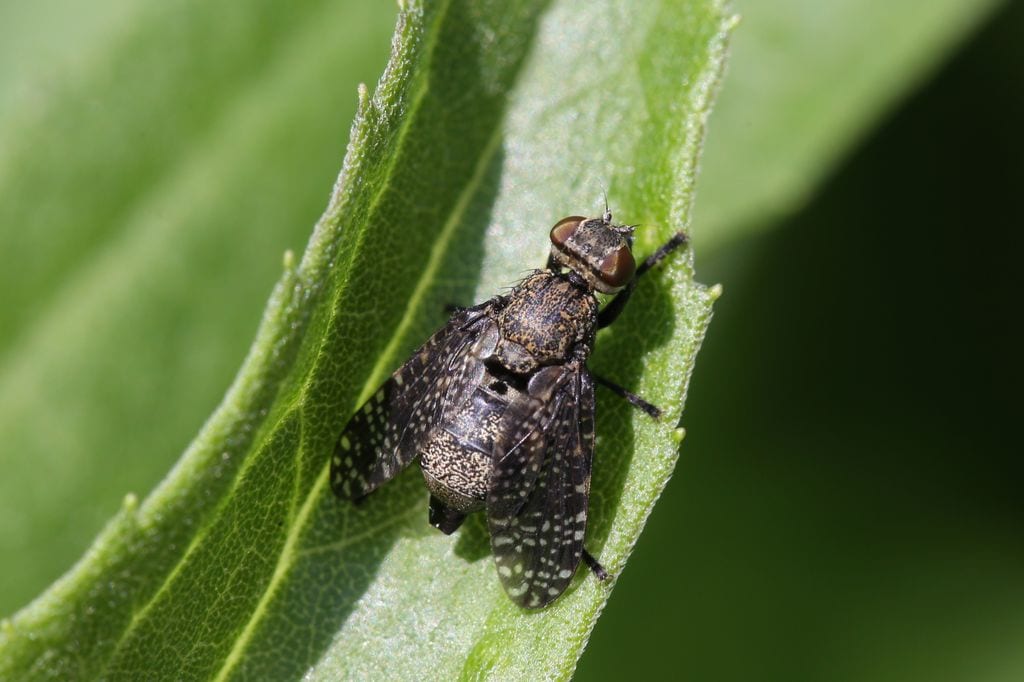 Moscas, uno de los insectos más molestos en la época veraniega