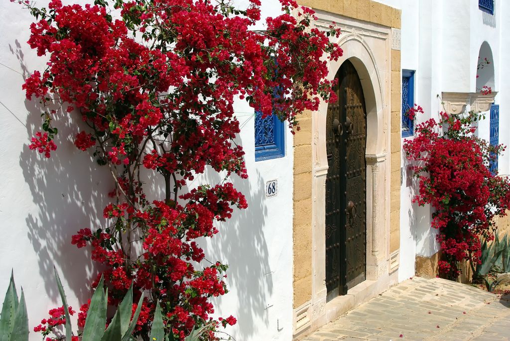 Buganvilla (‘Bougainvillea’) con brácteas en un vistoso color rojo