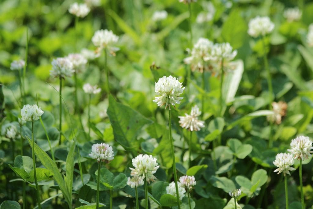 Trébol ('Trifolium repens') 